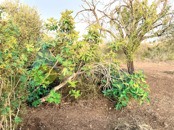 Terreno Agricola ou Rústico para Venda em Alcantarilha e Pêra Foto 2