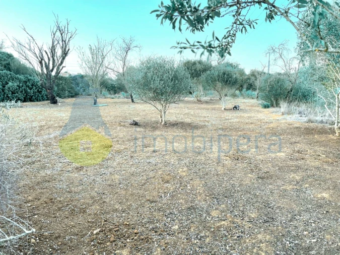 Terreno Agricola ou Rústico para Venda em Alcantarilha e Pêra Foto 5