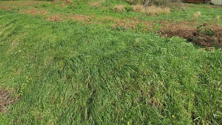 Terreno Agricola ou Rústico para Venda em Silvalde