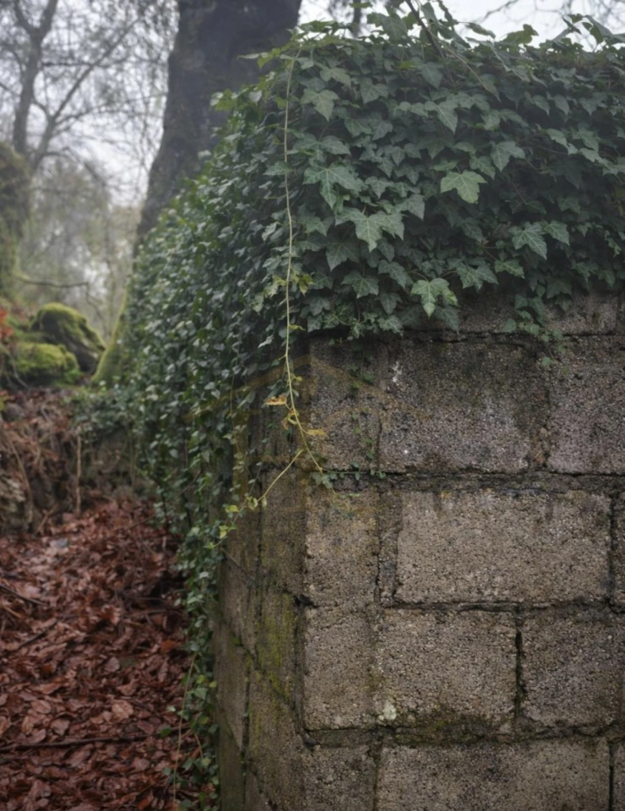 Terreno Agricola ou Rústico para Venda em Parada do Bouro Foto 2