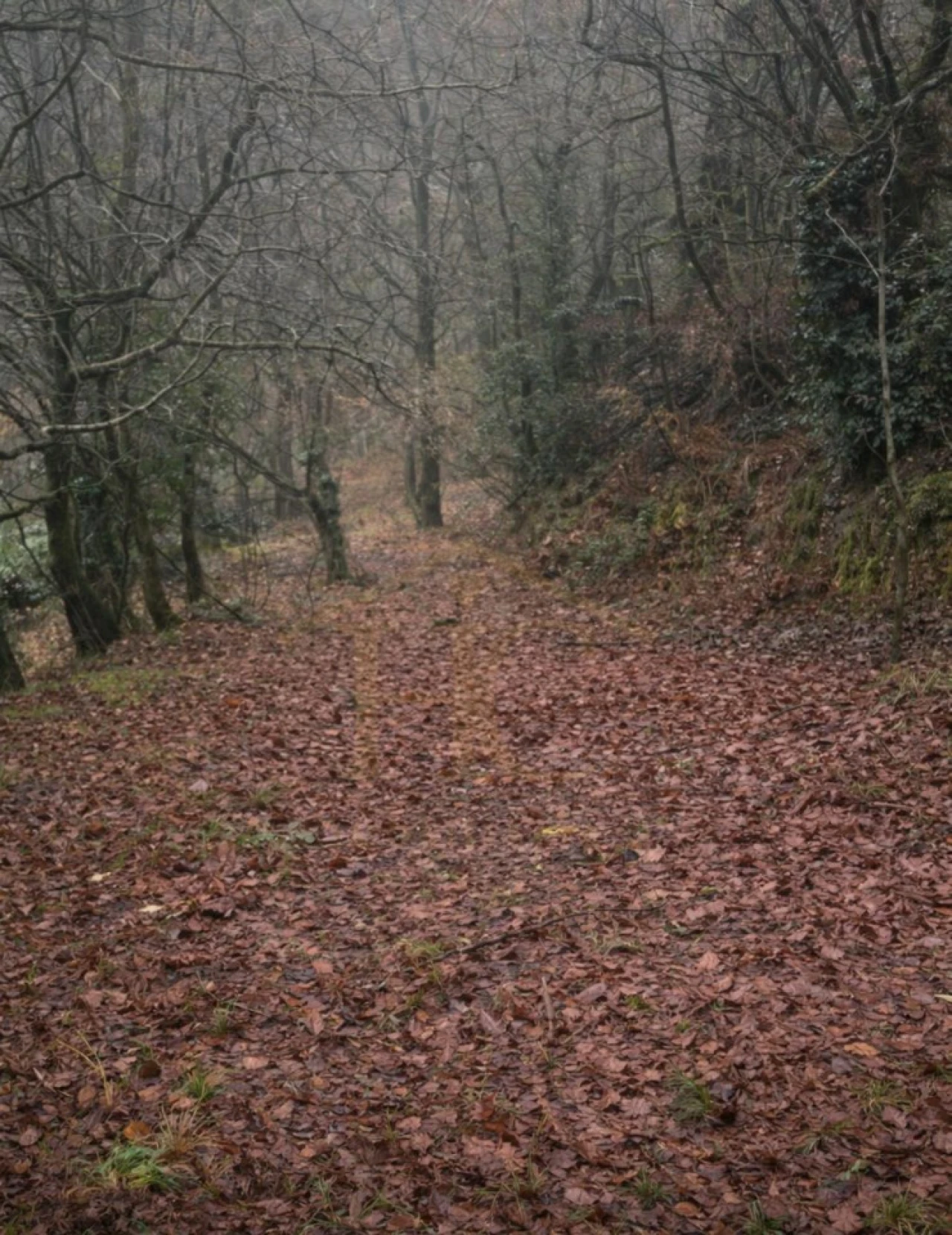 Terreno Agricola ou Rústico para Venda em Parada do Bouro Foto 5