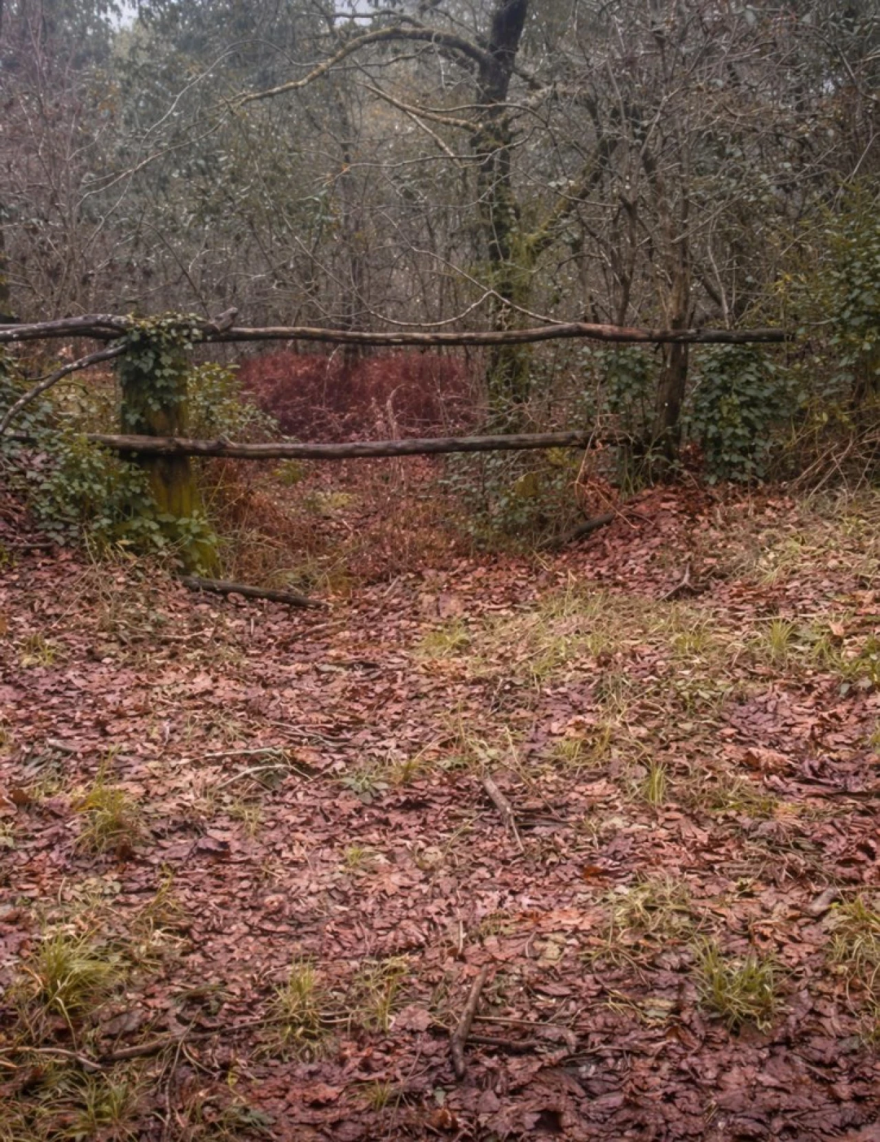 Terreno Agricola ou Rústico para Venda em Parada do Bouro Foto 6
