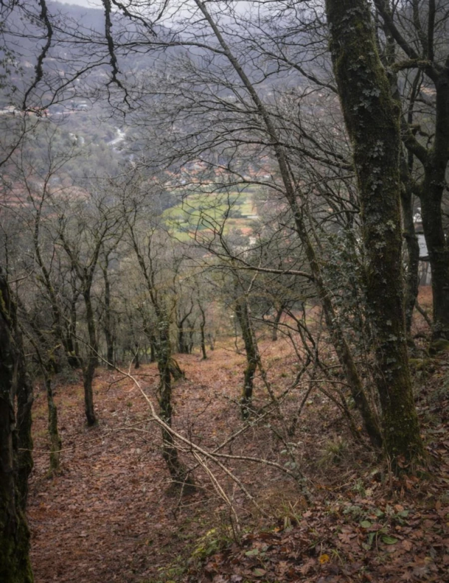 Terreno Agricola ou Rústico para Venda em Parada do Bouro Foto 11
