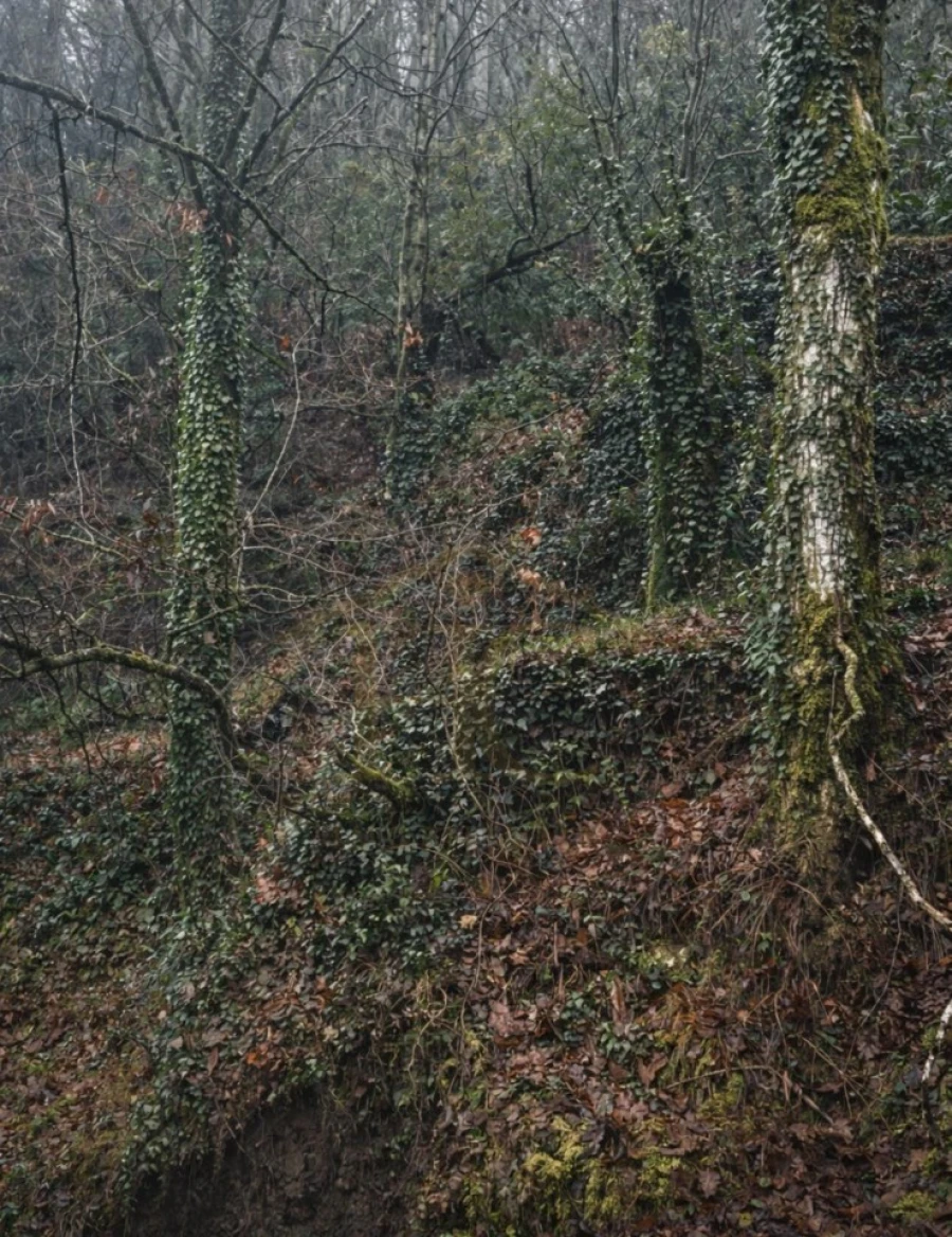 Terreno Agricola ou Rústico para Venda em Parada do Bouro Foto 12