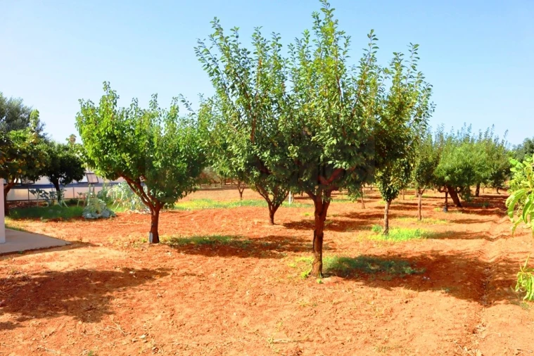 Quinta T4 para Venda em Luz de Tavira e Santo Estêvão Foto 44