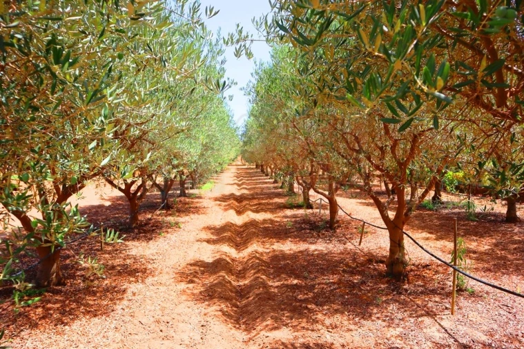 Quinta T4 para Venda em Luz de Tavira e Santo Estêvão Foto 51