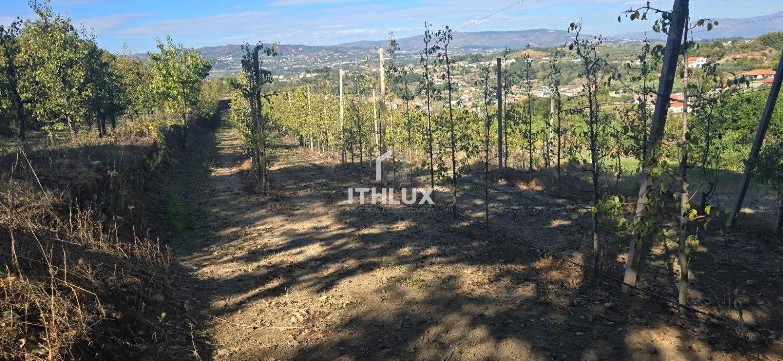 Quinta T3 para Venda em São João de Tarouca Foto 12