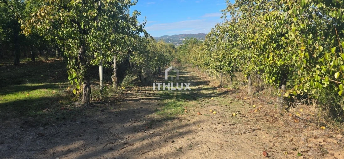 Quinta T3 para Venda em São João de Tarouca Foto 7
