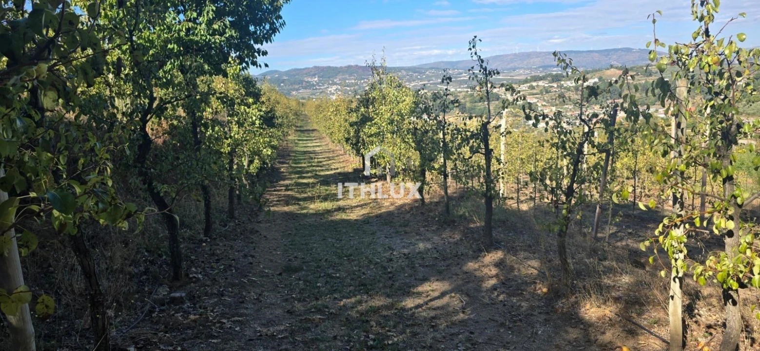 Quinta T3 para Venda em São João de Tarouca Foto 11