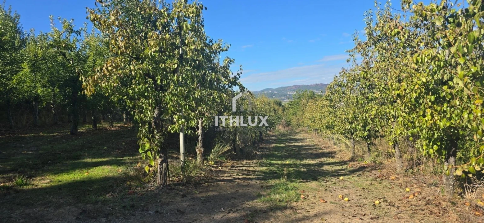 Quinta T3 para Venda em São João de Tarouca Foto 14