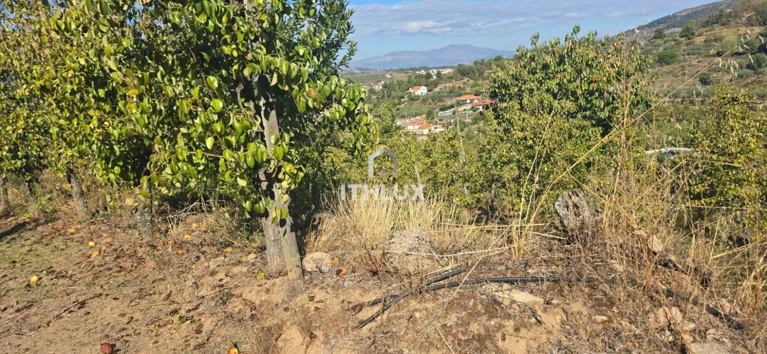 Quinta T3 para Venda em São João de Tarouca Foto 13