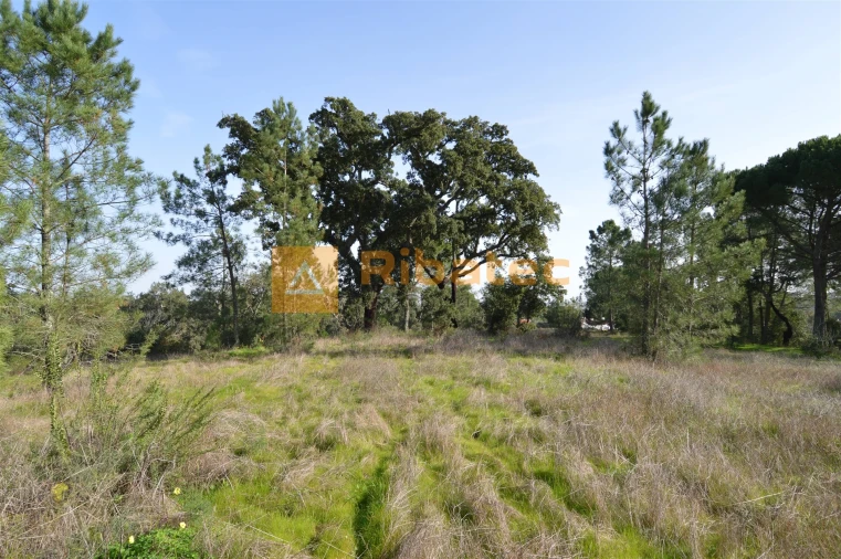Terreno para Venda em Coruche, Fajarda e Erra Foto 10