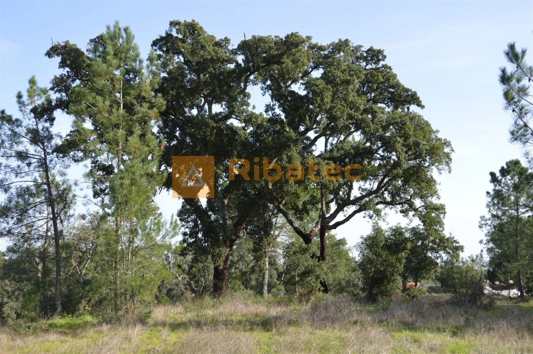 Terreno para Venda em Coruche, Fajarda e Erra Foto 11
