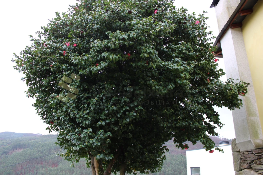 Moradia T4 para Venda em Nespereira Foto 42