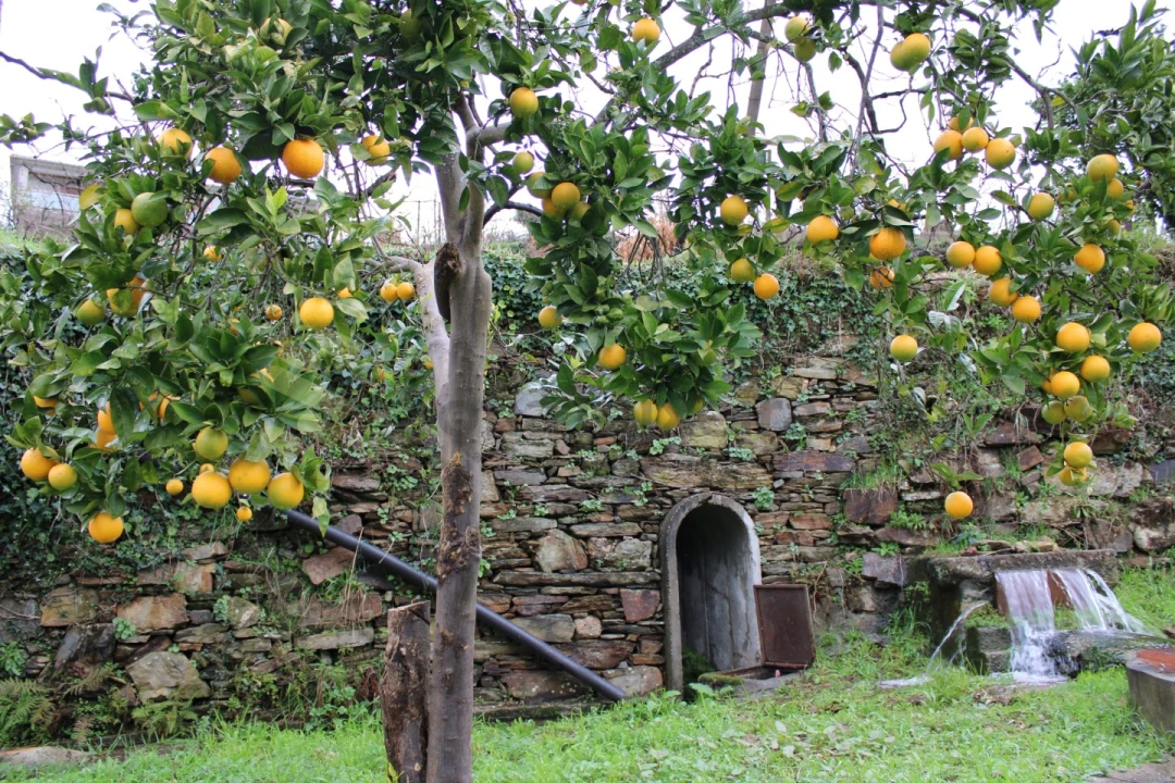 Moradia T4 para Venda em Nespereira Foto 44