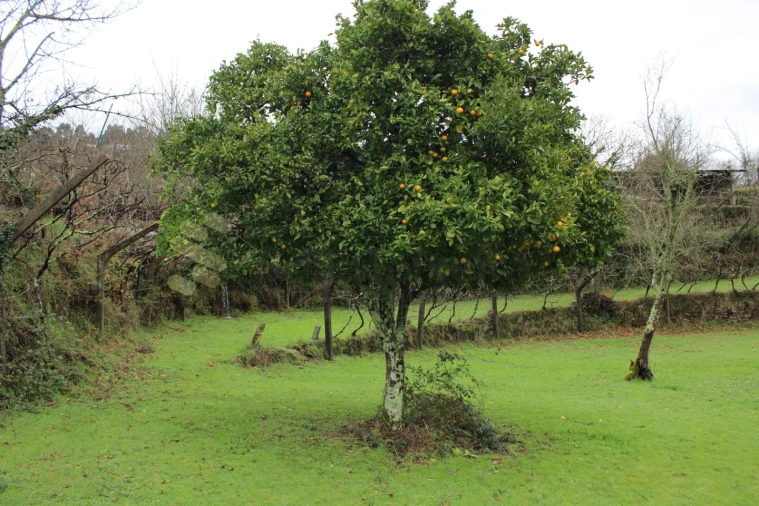 Moradia T4 para Venda em Nespereira Foto 16