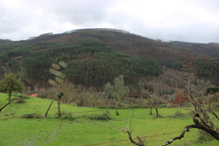 Moradia T4 para Venda em Nespereira Foto 18