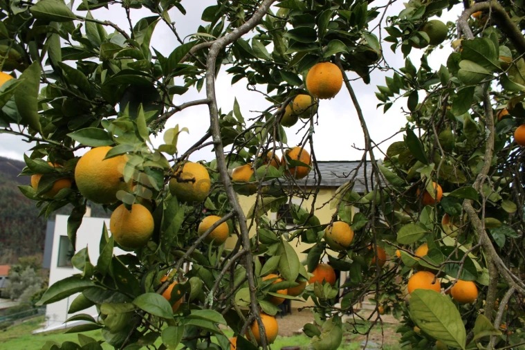 Moradia T4 para Venda em Nespereira Foto 47