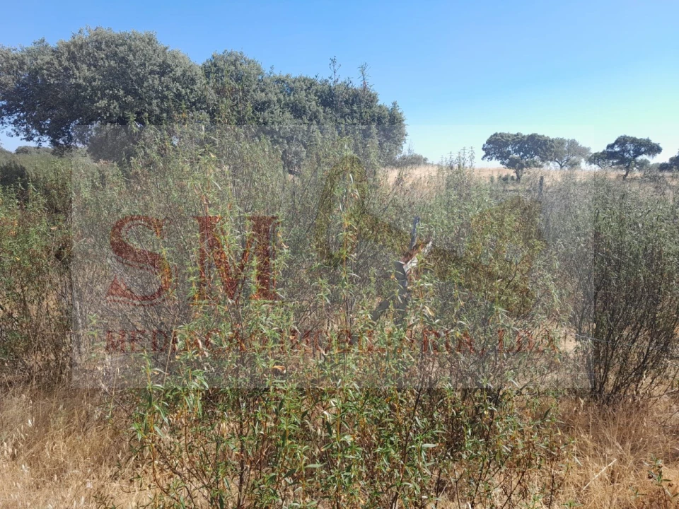 Terreno Agricola ou Rústico para Venda em Capelins (Santo Antonio) Foto 8
