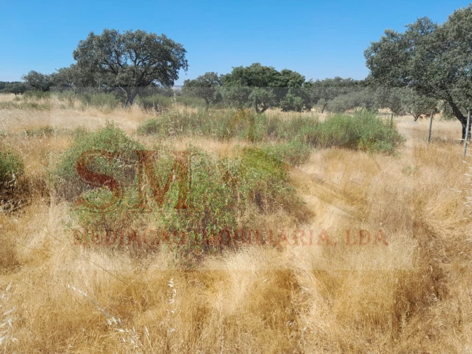 Terreno Agricola ou Rústico para Venda em Capelins (Santo Antonio) Foto 3