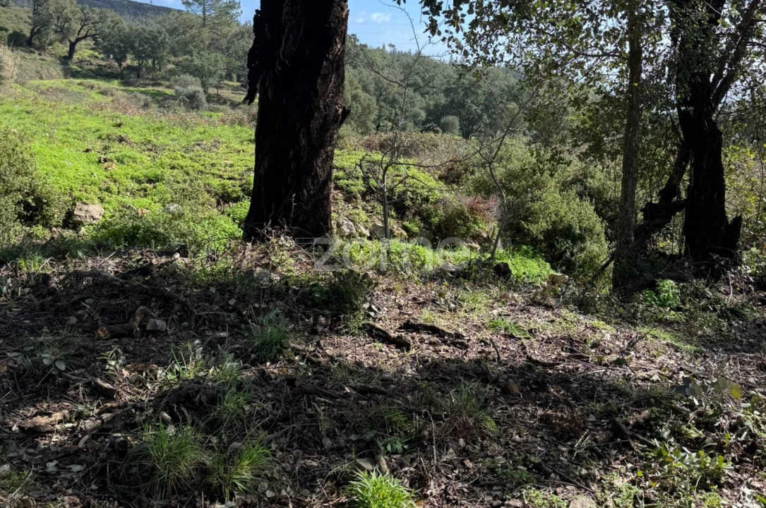 Terreno para Venda em Monchique Foto 10