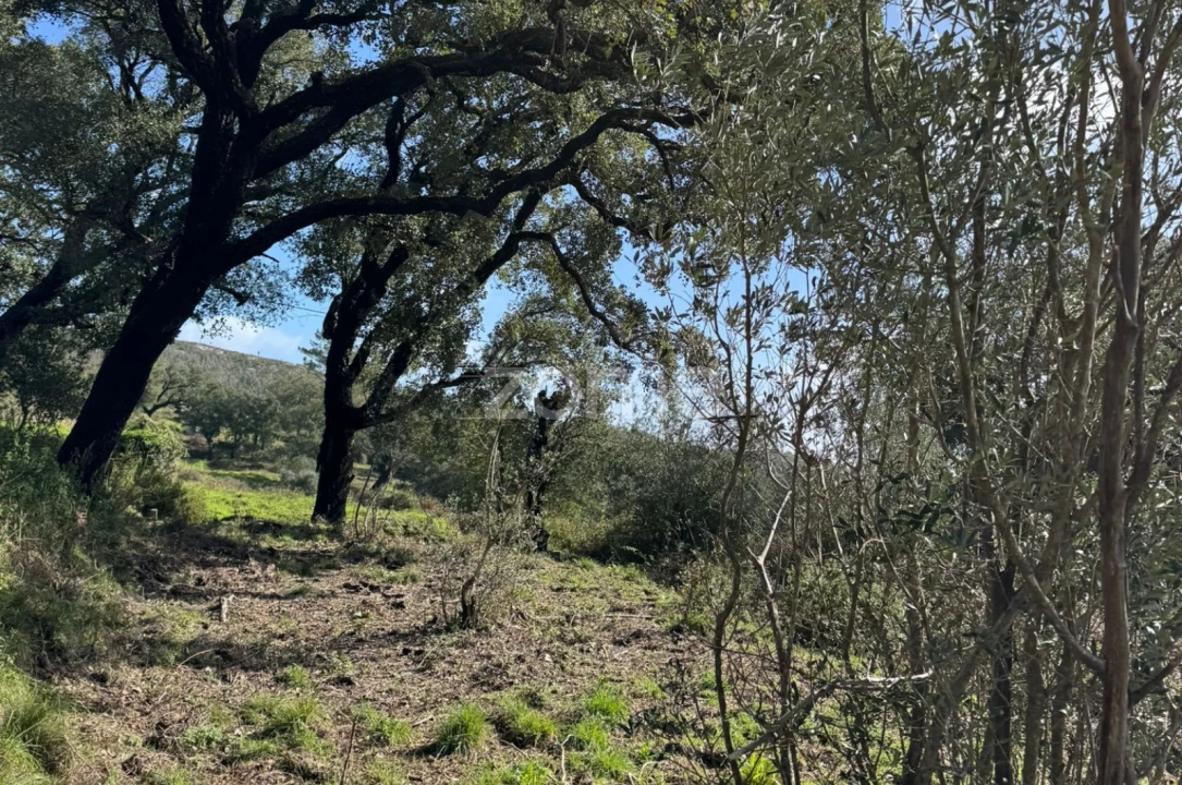 Terreno para Venda em Monchique Foto 5