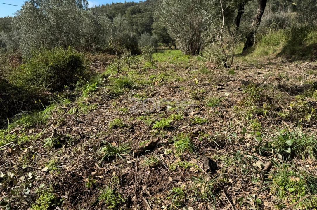 Terreno para Venda em Monchique Foto 7