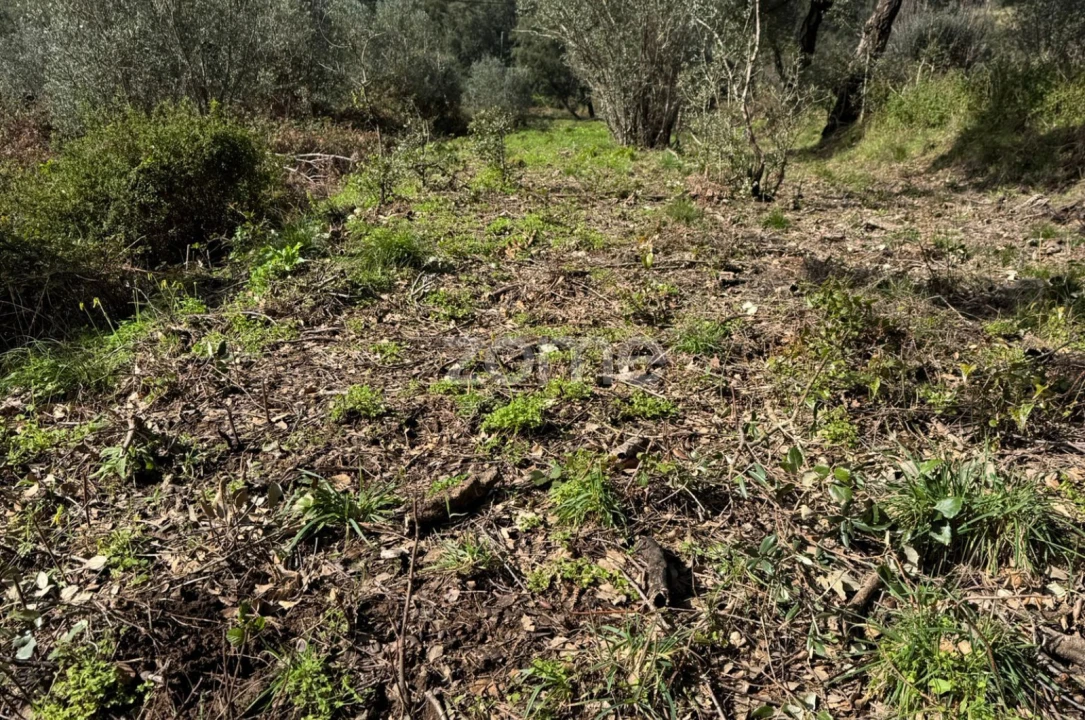 Terreno para Venda em Monchique Foto 8