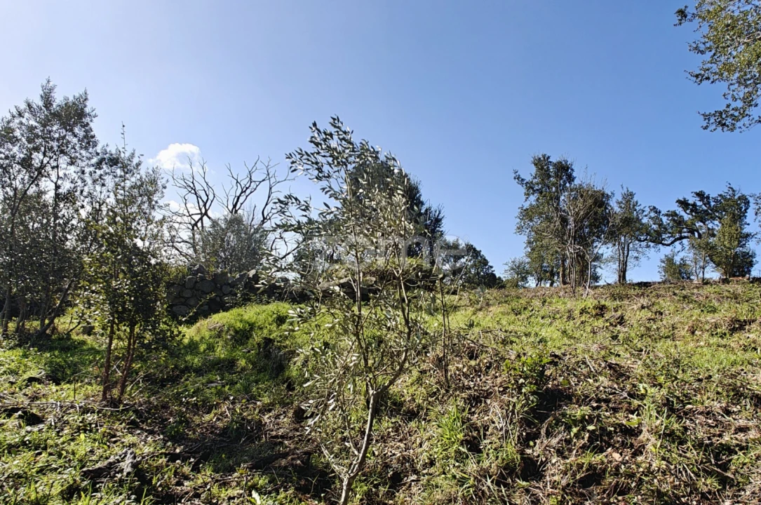 Terreno para Venda em Monchique Foto 11