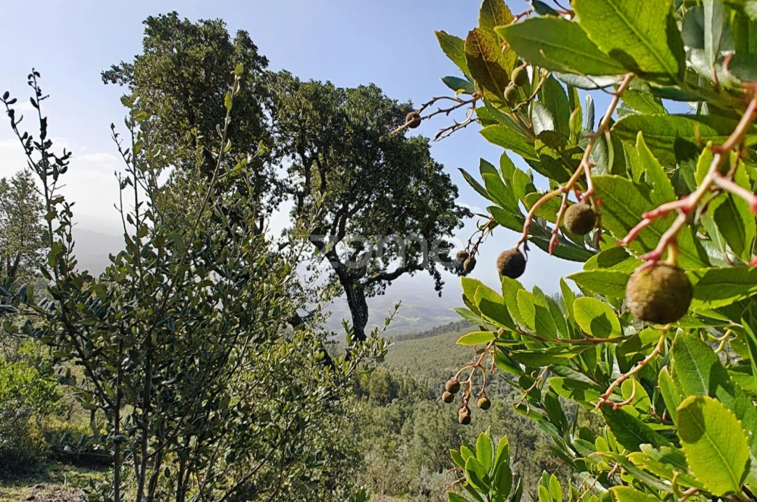 Terreno para Venda em Monchique Foto 15
