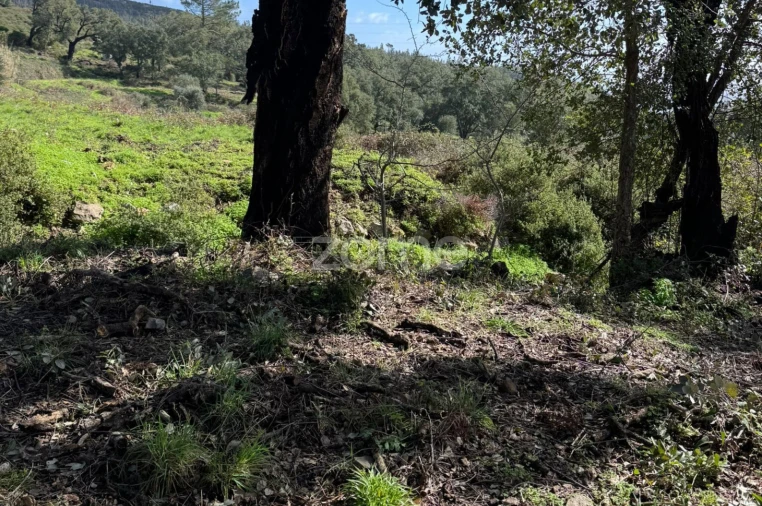 Terreno para Venda em Monchique Foto 10