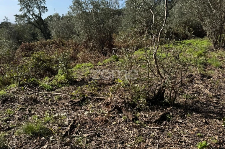 Terreno para Venda em Monchique Foto 9