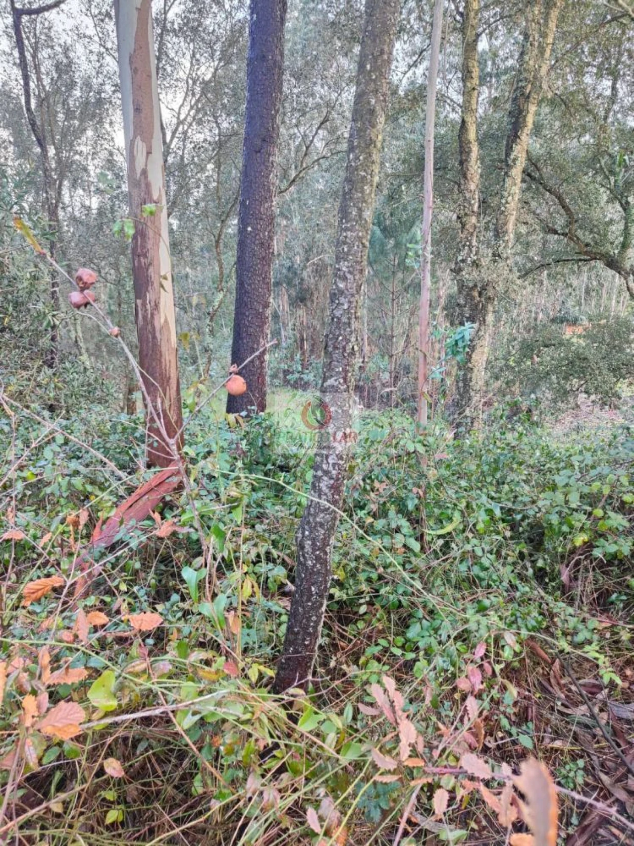 Terreno para Venda em Oiã Foto 4