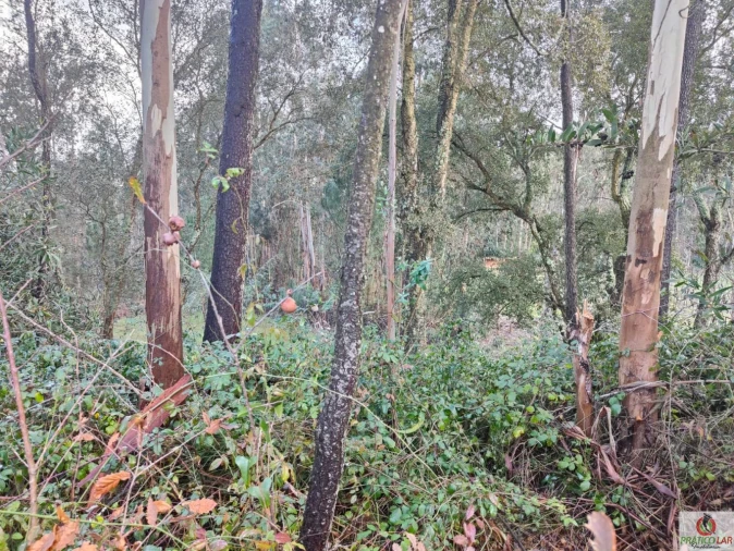 Terreno para Venda em Oiã Foto 6