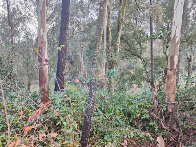 Terreno para Venda em Oiã Foto 6