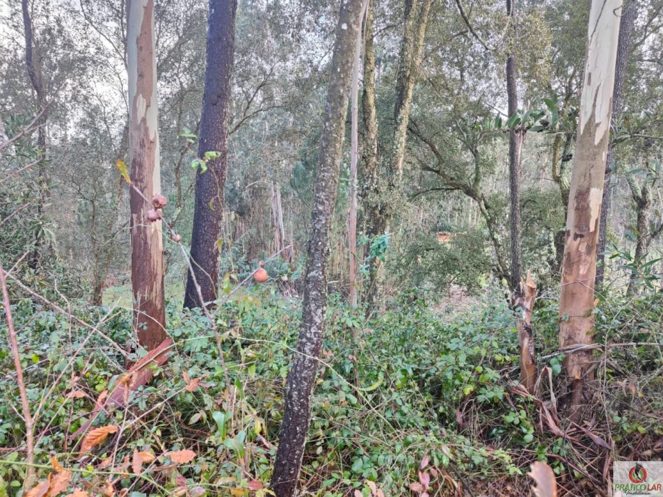 Terreno para Venda em Oiã Foto 6