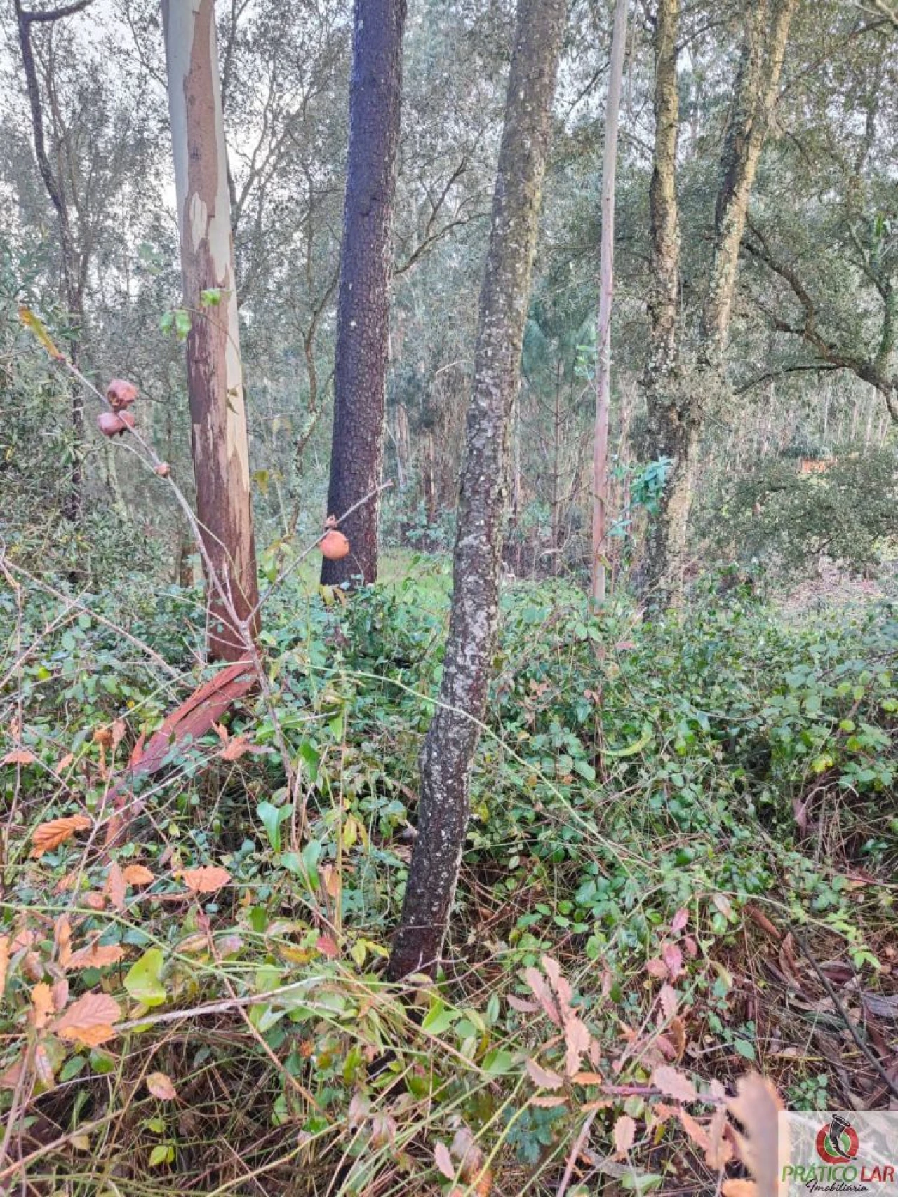 Terreno para Venda em Oiã Foto 4