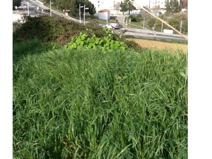 Terreno P/ Prédio para Venda em Caparica e Trafaria Foto 23