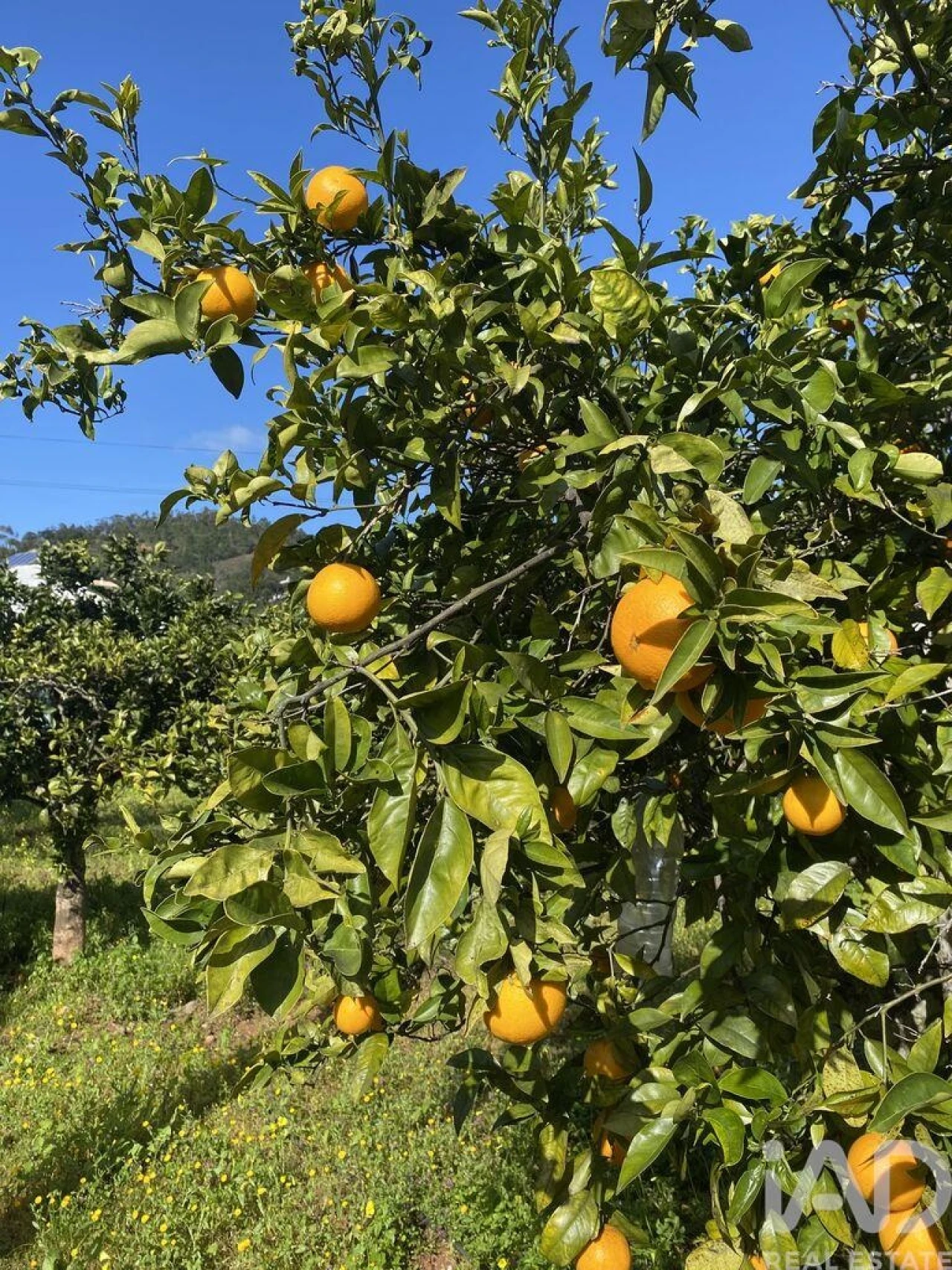 Loja para Venda em São Brás de Alportel Foto 28