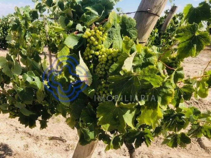 Terreno para Venda em Poceirão e Marateca Foto 5