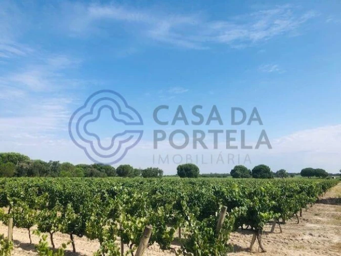 Terreno para Venda em Poceirão e Marateca Foto 3