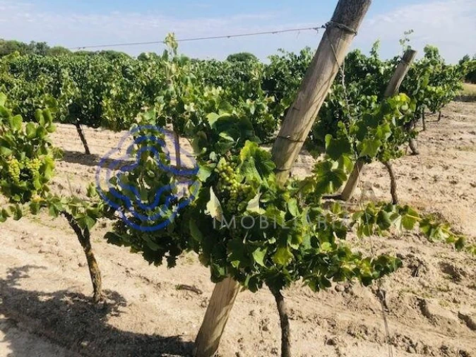 Terreno para Venda em Poceirão e Marateca Foto 4