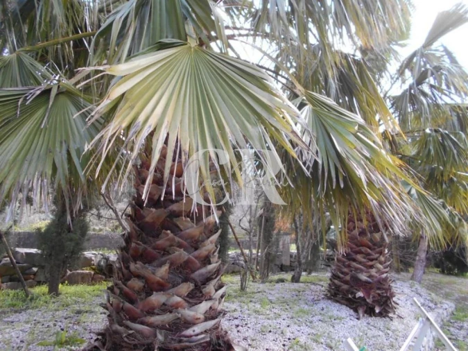 Moradia T4 para Venda em Pousaflores Foto 77