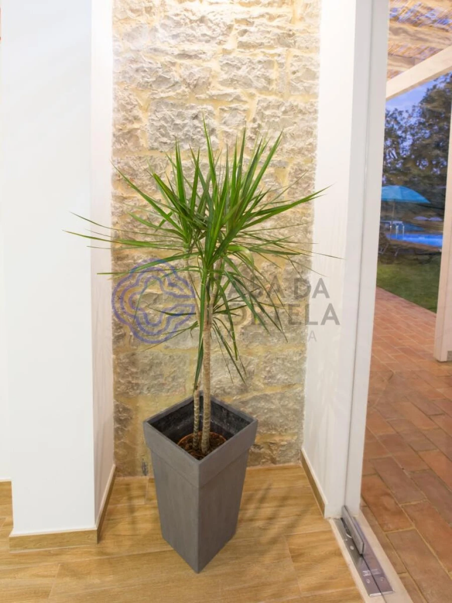 Negócio para Venda em Tavira (Santa Maria e Santiago) Foto 91