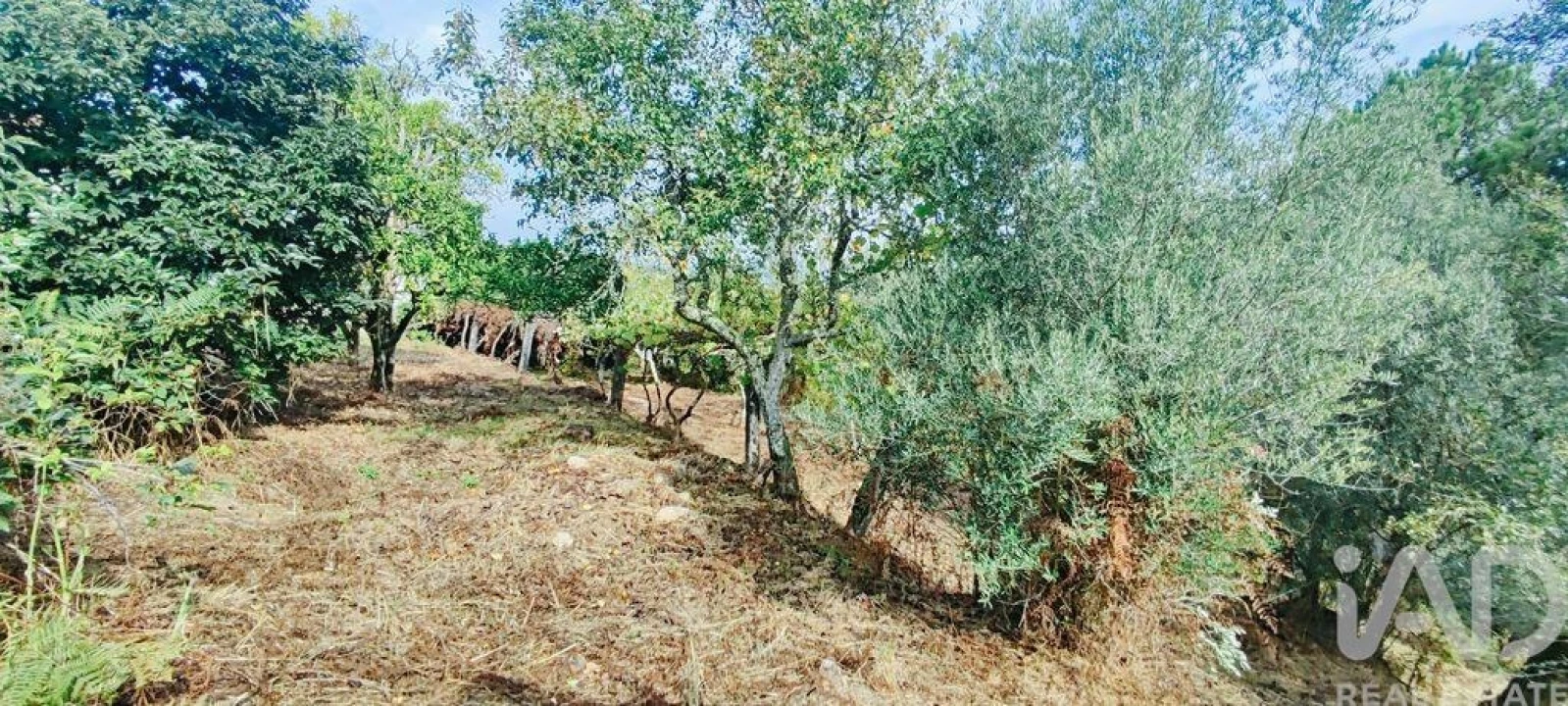 Quinta T3 para Venda em Cornes Foto 7