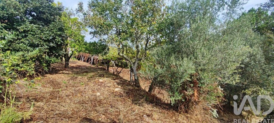 Quinta T3 para Venda em Cornes Foto 17