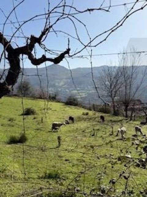 Quinta T4 para Venda em Campelo e Ovil