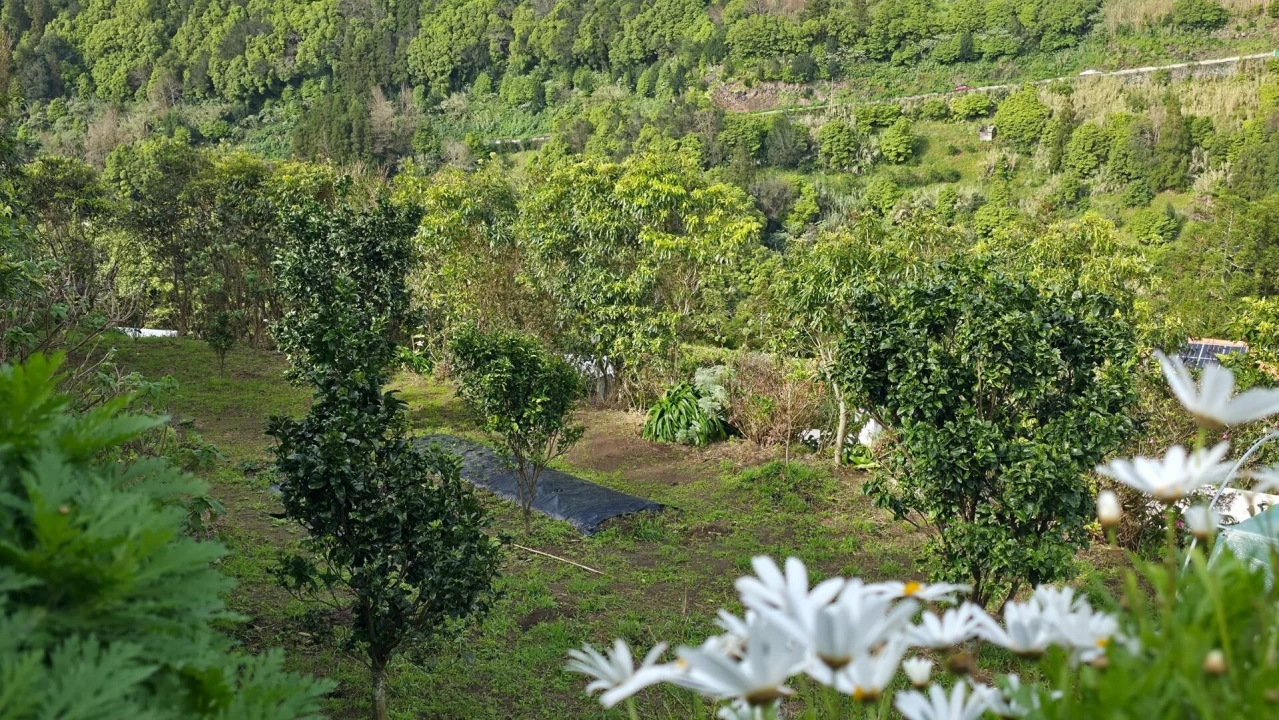 Terreno para Venda em Nordeste Foto 15
