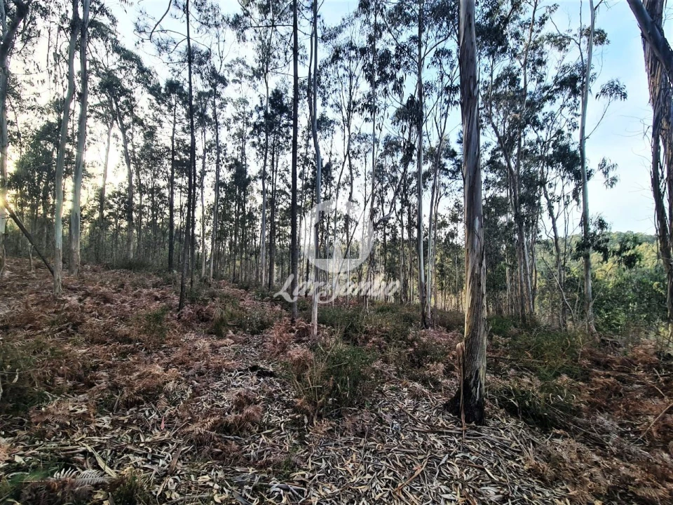 Terreno Agricola ou Rústico para Venda em Retorta e Tougues Foto 4