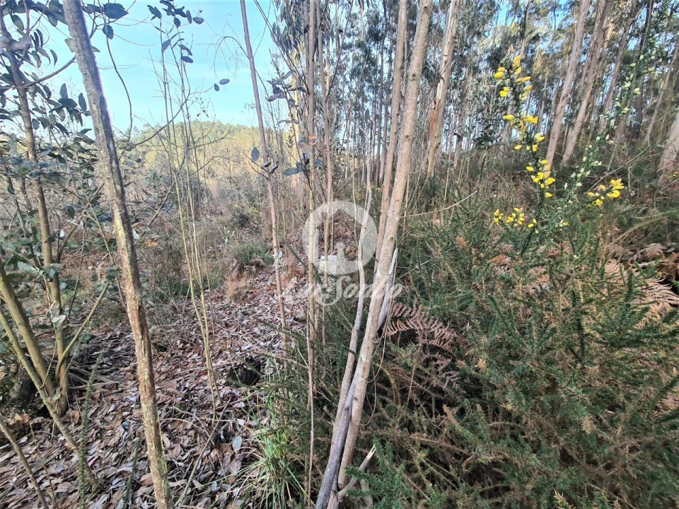 Terreno Agricola ou Rústico para Venda em Retorta e Tougues Foto 5